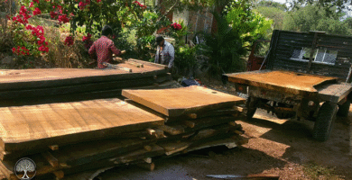 Planchon de Parota en Occidente